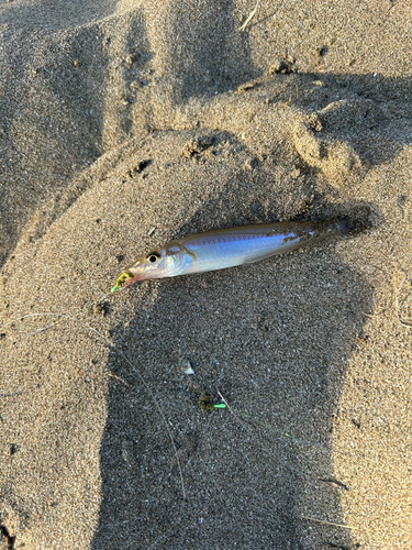 キスの釣果