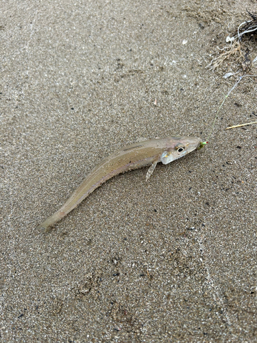 キスの釣果