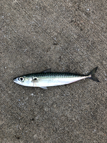 サバの釣果