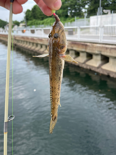 イシモチの釣果