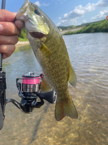 スモールマウスバスの釣果