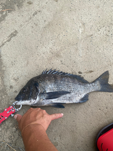 クロダイの釣果