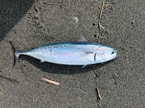 ソウダガツオの釣果