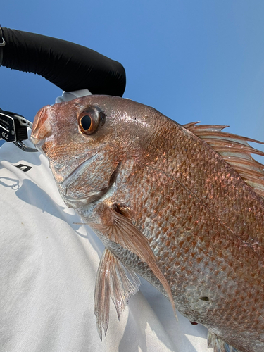 タイの釣果