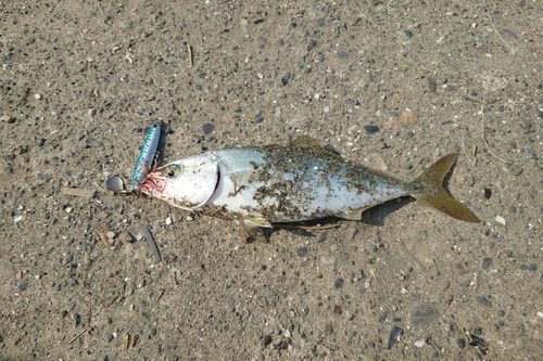 ワカシの釣果