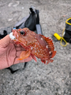 カサゴの釣果