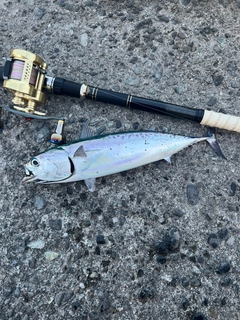 ソウダガツオの釣果