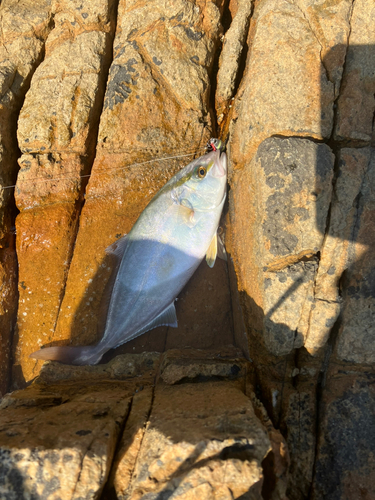 ショゴの釣果