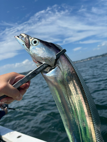 タチウオの釣果