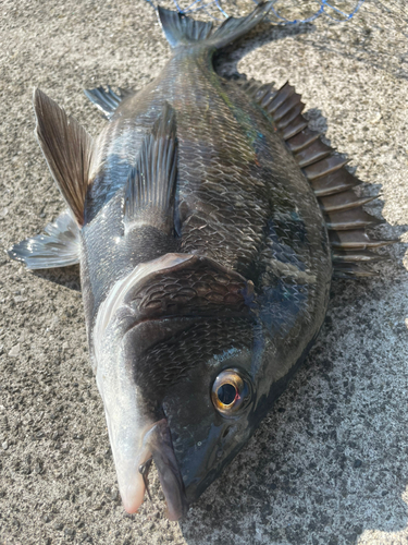 チヌの釣果