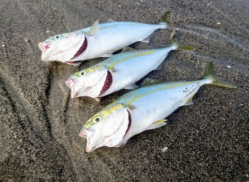 ワカシの釣果