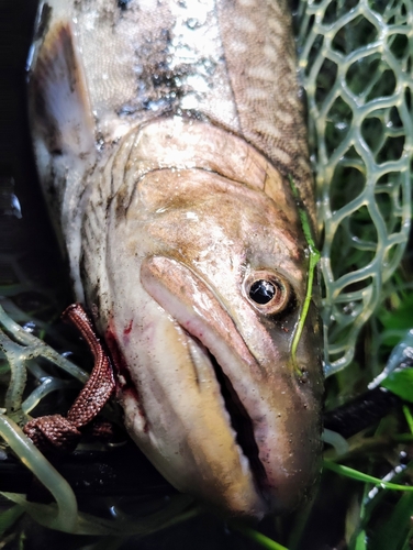 アメマスの釣果