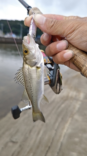 セイゴ（マルスズキ）の釣果