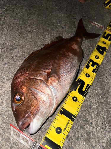 タイの釣果