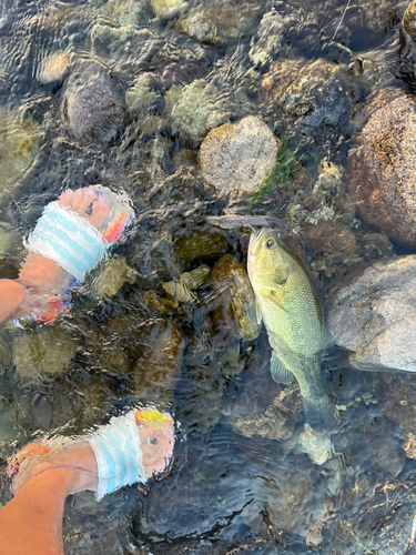 ブラックバスの釣果