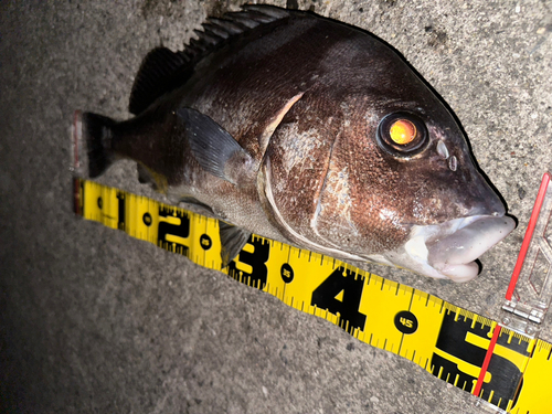 コショウダイの釣果