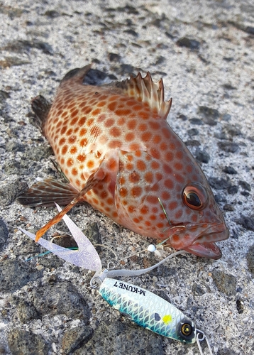 オオモンハタの釣果