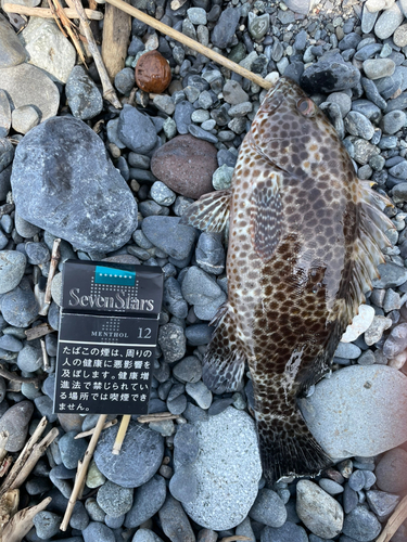 オオモンハタの釣果