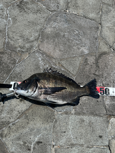 クロダイの釣果