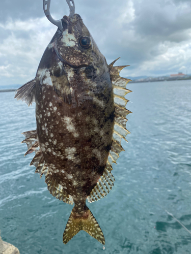 アイゴの釣果