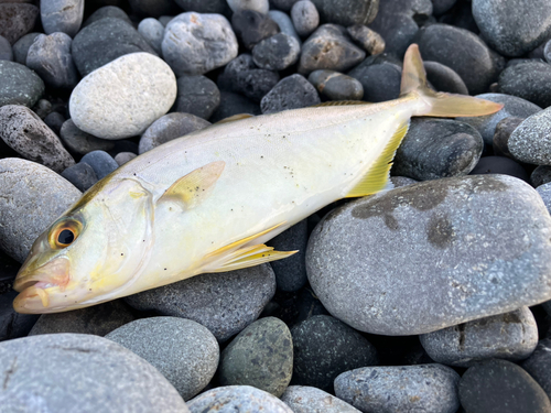 ショゴの釣果