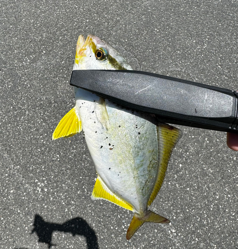 ショゴの釣果