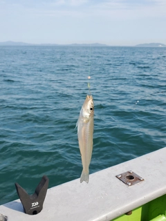 キスの釣果