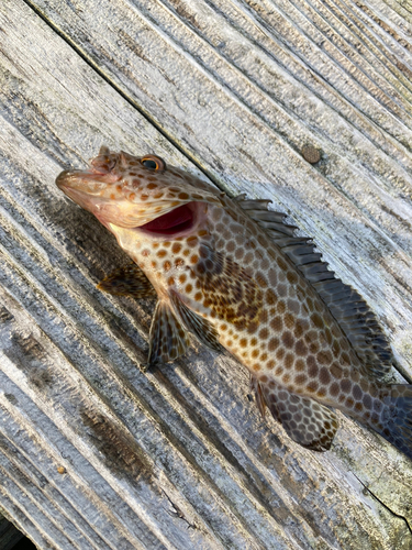 オオモンハタの釣果