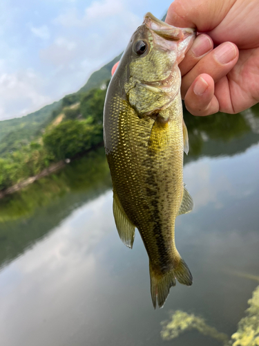 ラージマウスバスの釣果