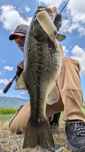 ブラックバスの釣果