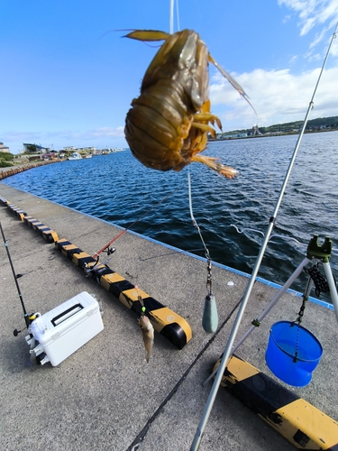 シャコの釣果