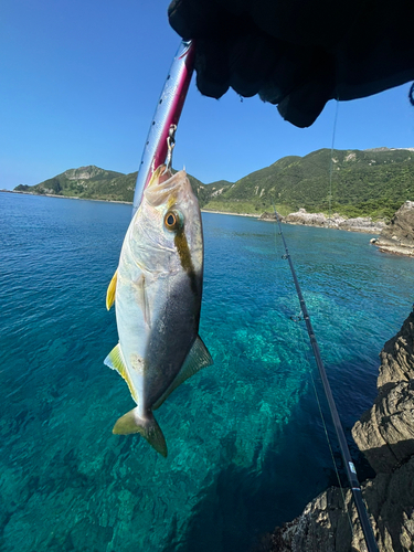 ショゴの釣果