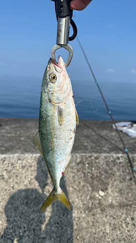 ワカシの釣果