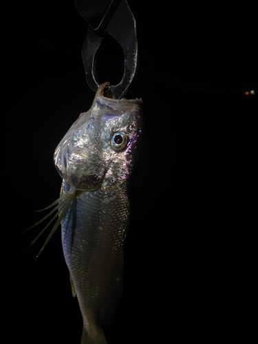 イシモチの釣果