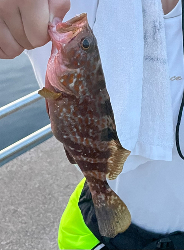 アコウの釣果