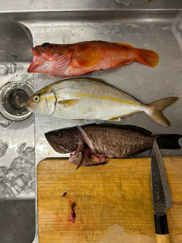 ショゴの釣果