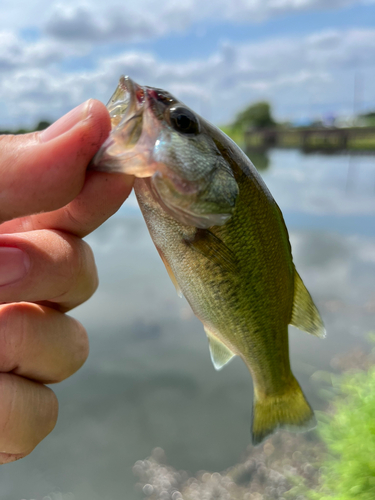 ラージマウスバスの釣果