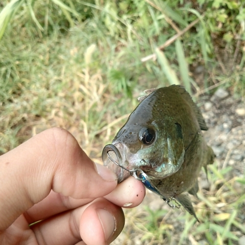 ブルーギルの釣果