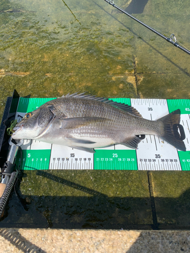 チヌの釣果