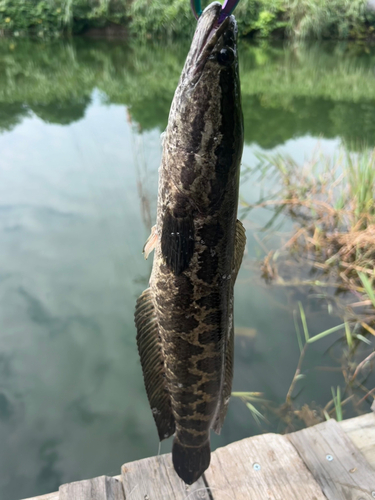 ライギョの釣果