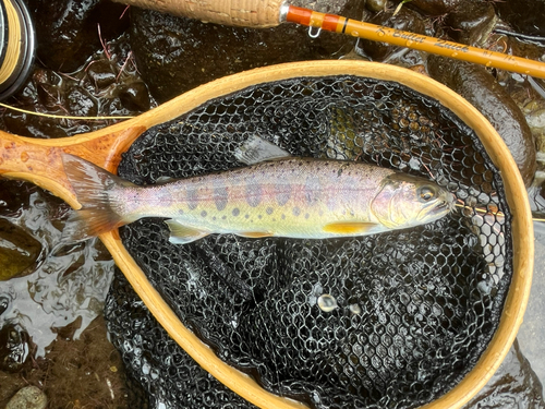 ヤマメの釣果