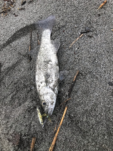 セイゴ（ヒラスズキ）の釣果