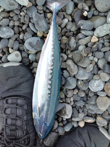 ソウダガツオの釣果