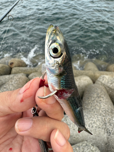 イワシの釣果