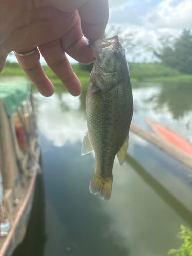 ブラックバスの釣果