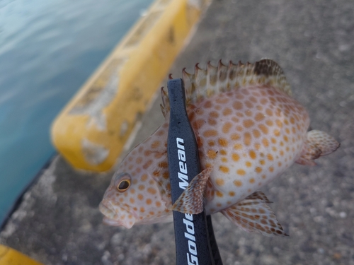 オオモンハタの釣果