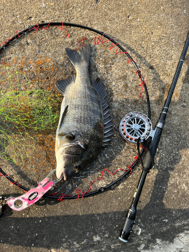 チヌの釣果