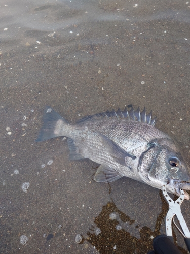 チヌの釣果