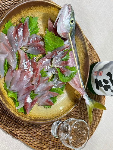 ワカシの釣果