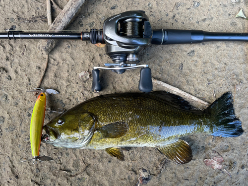 スモールマウスバスの釣果